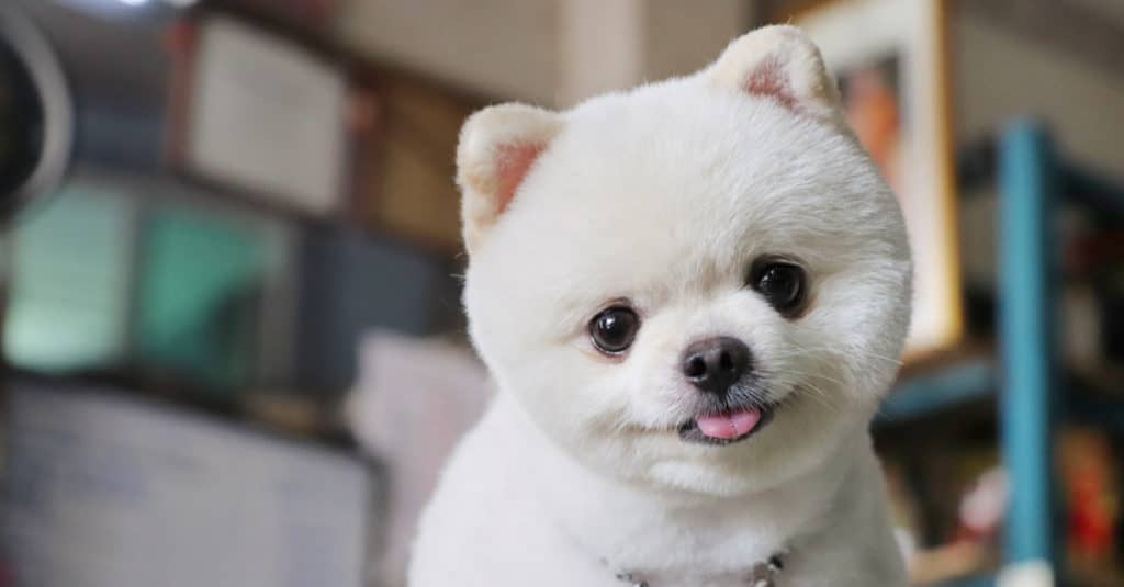 Pomeranian Puppies: Pictures, Adoption Tips, and More!