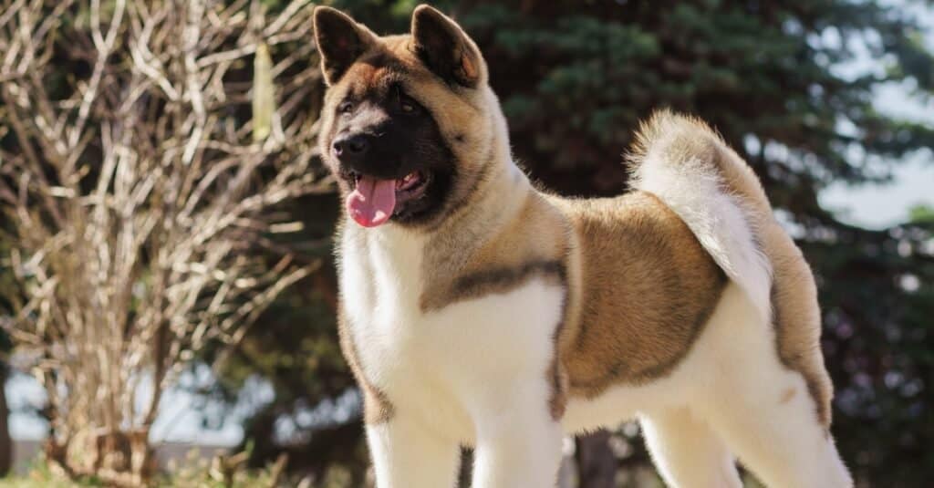 Akita Progression: Growth Chart, Milestones, and Training Tips