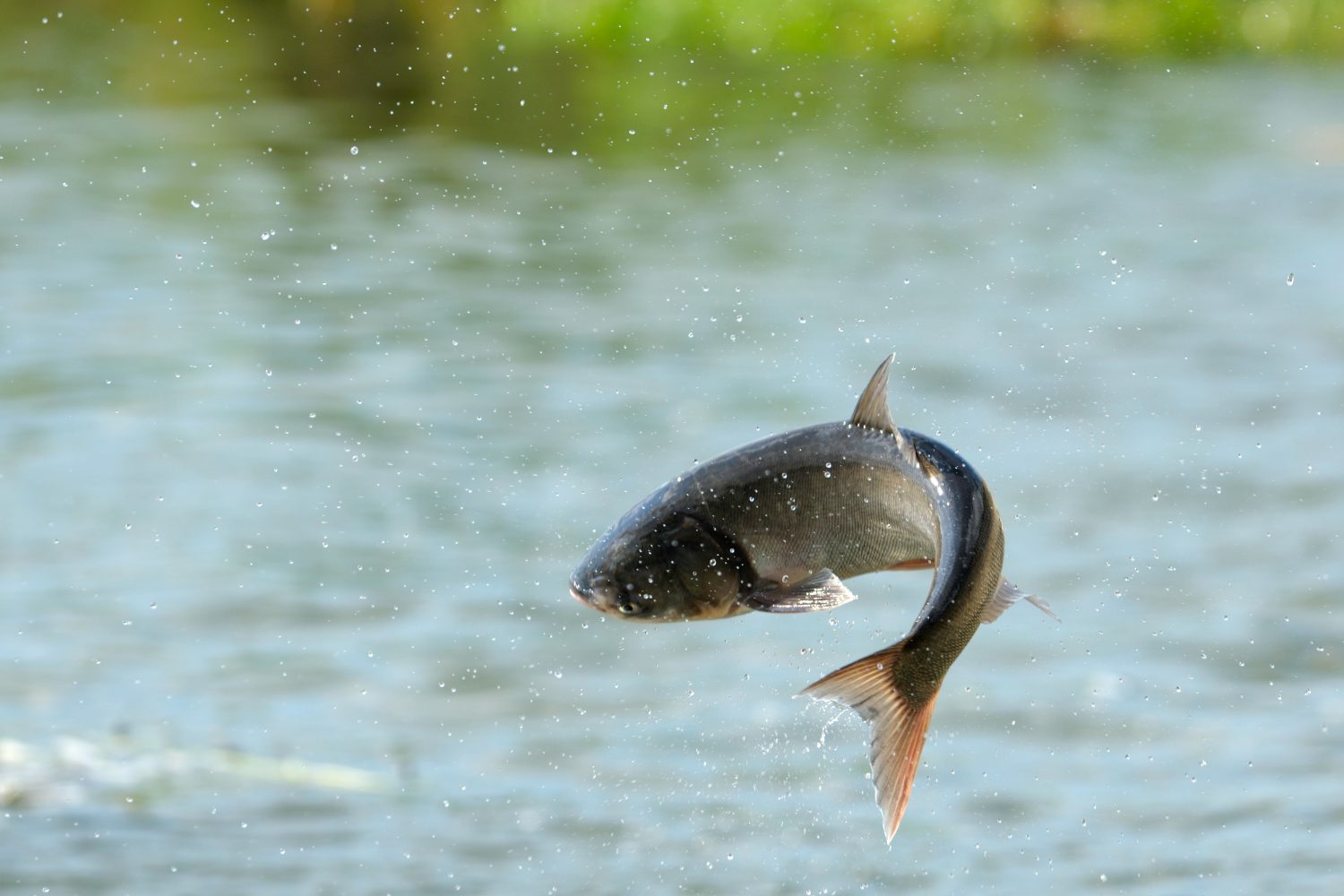 Discover 5 Amazing Types of Fish with Wings