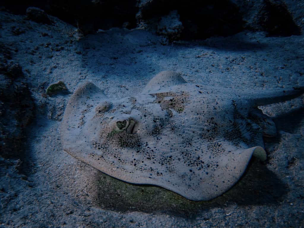 What Do Stingrays Eat: Diet and Hunting Strategies of 4 Amazing Species