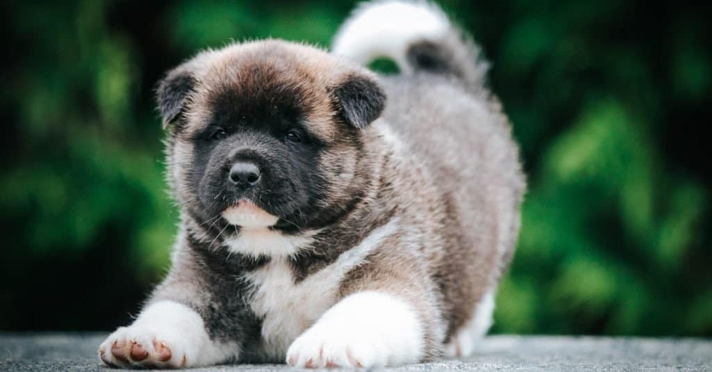 Akita Progression: Growth Chart, Milestones, and Training Tips