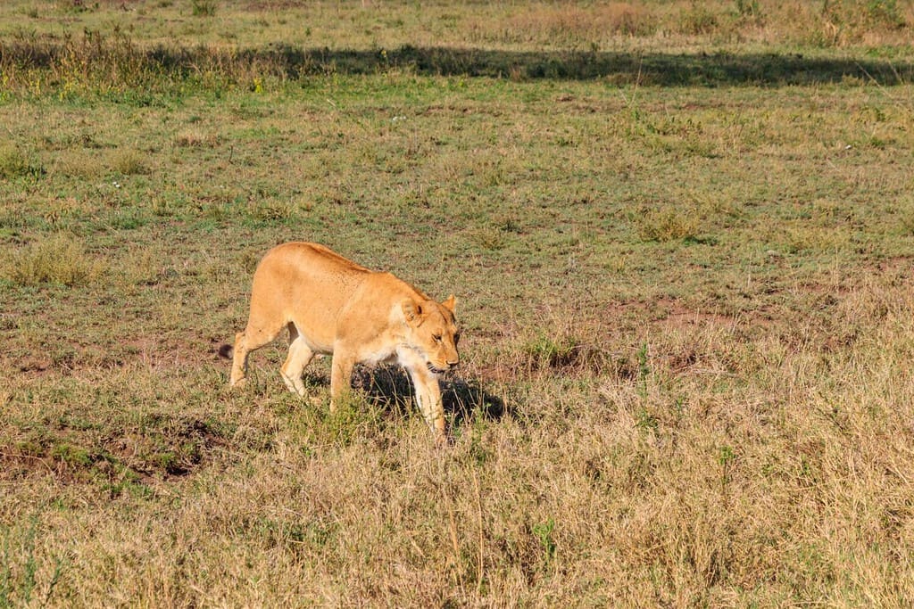 See the Funny Face This Huge Lion Makes When He Lets Out a Huge Sneeze