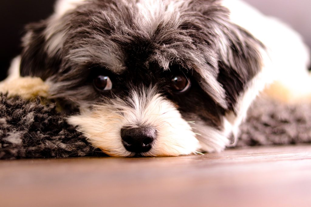 Sheepadoodle Lifespan: How Long They Typically Live   5 Common Health Problems