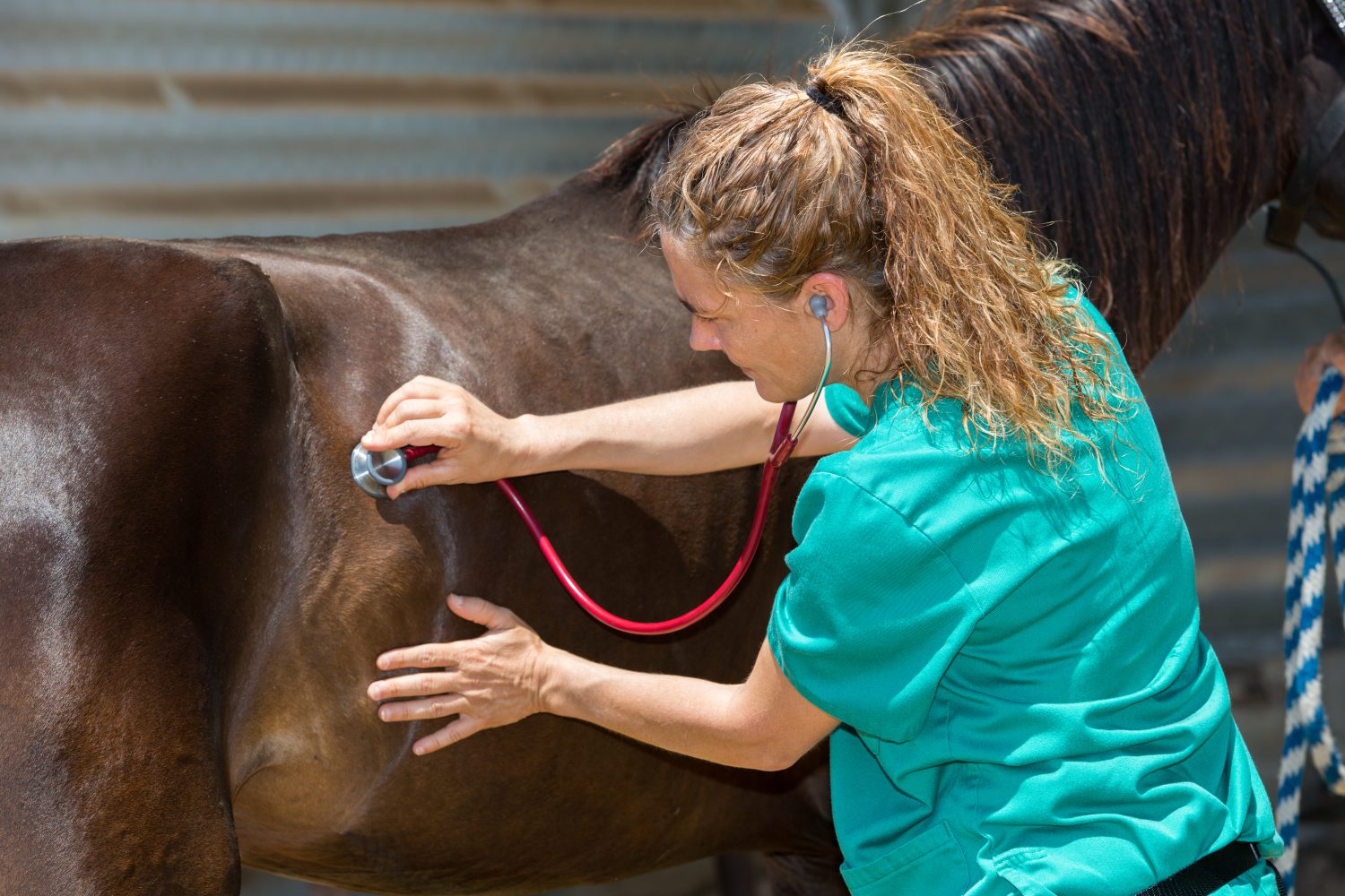 Clydesdale Horse Prices in 2023: Purchase Cost, Supplies, Food, and More!