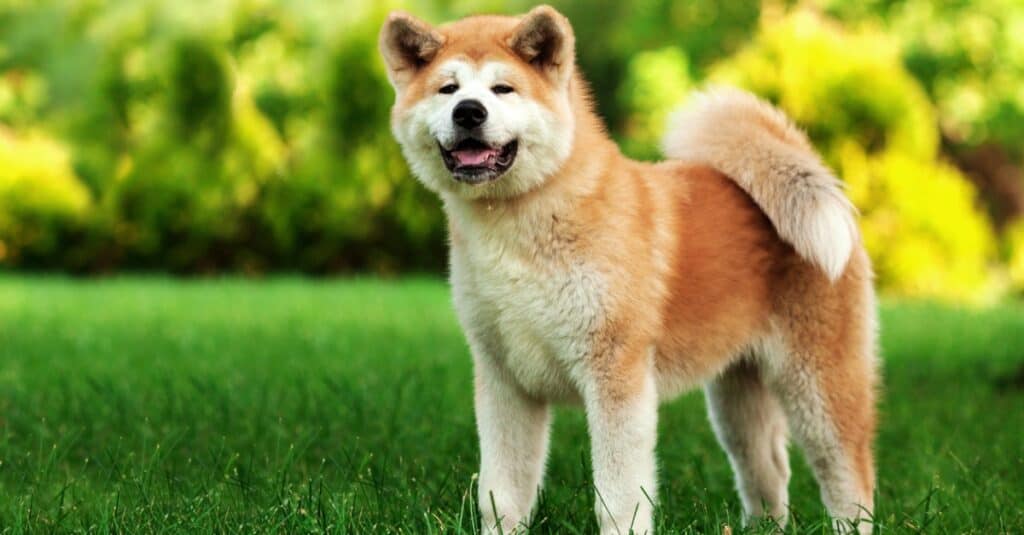 Akita Progression: Growth Chart, Milestones, and Training Tips