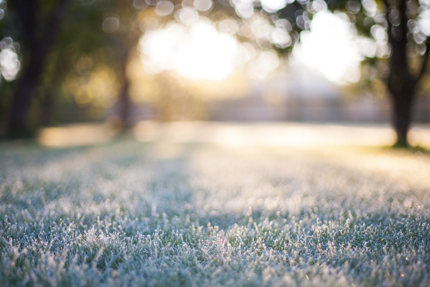 6 Reasons You Should Never Cut Your Lawn Too Low Before Winter