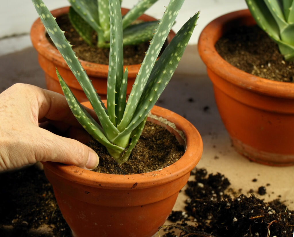 The Best Soil for an Aloe Vera Plant: Top Mixes and 10 Critical Care Tips