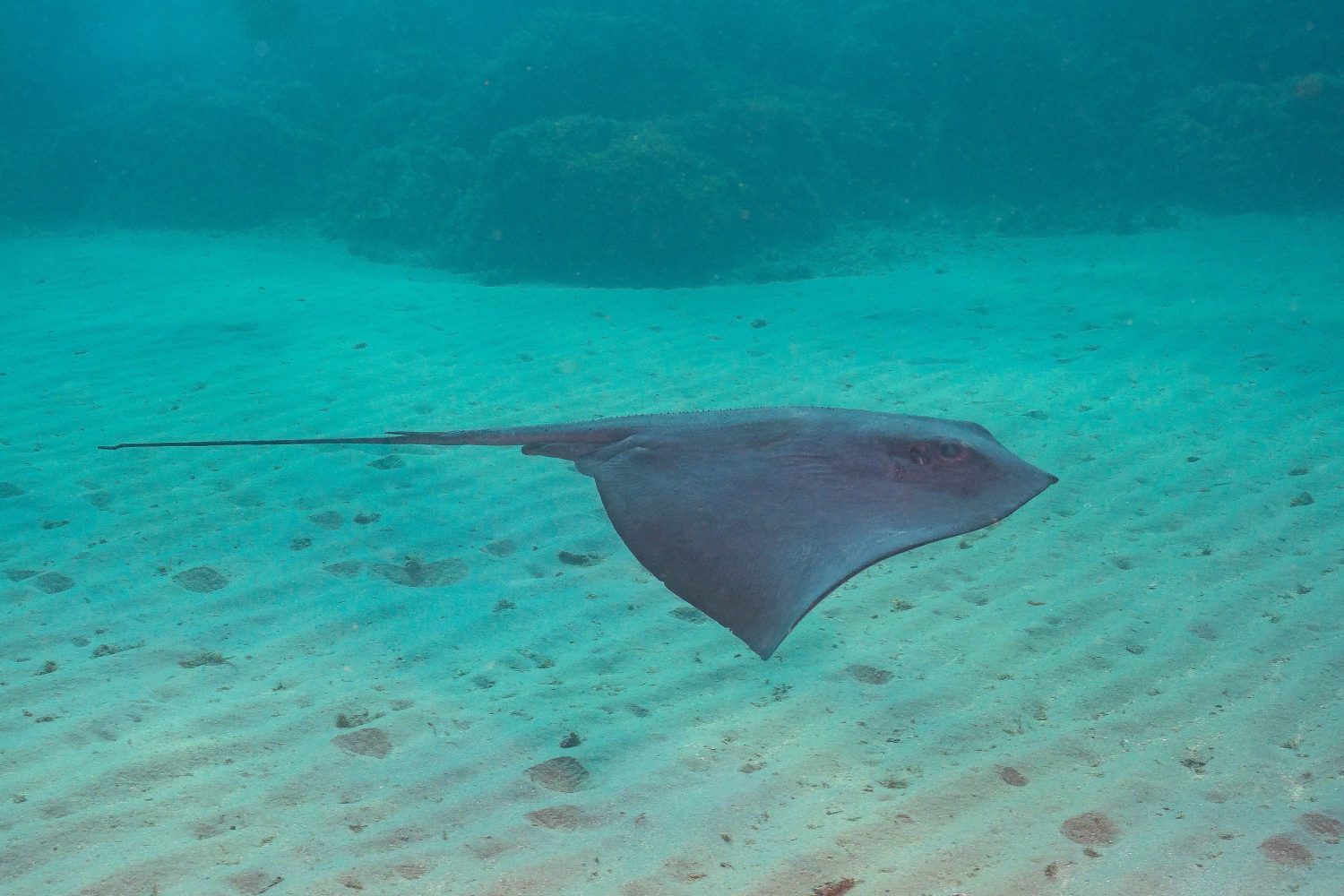 What Do Stingrays Eat: Diet and Hunting Strategies of 4 Amazing Species