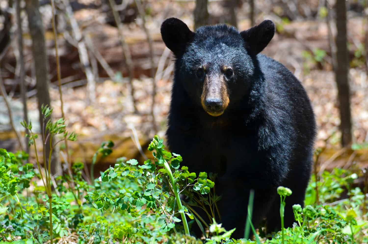 8 Spots in Virginia Teeming with the Most Bears