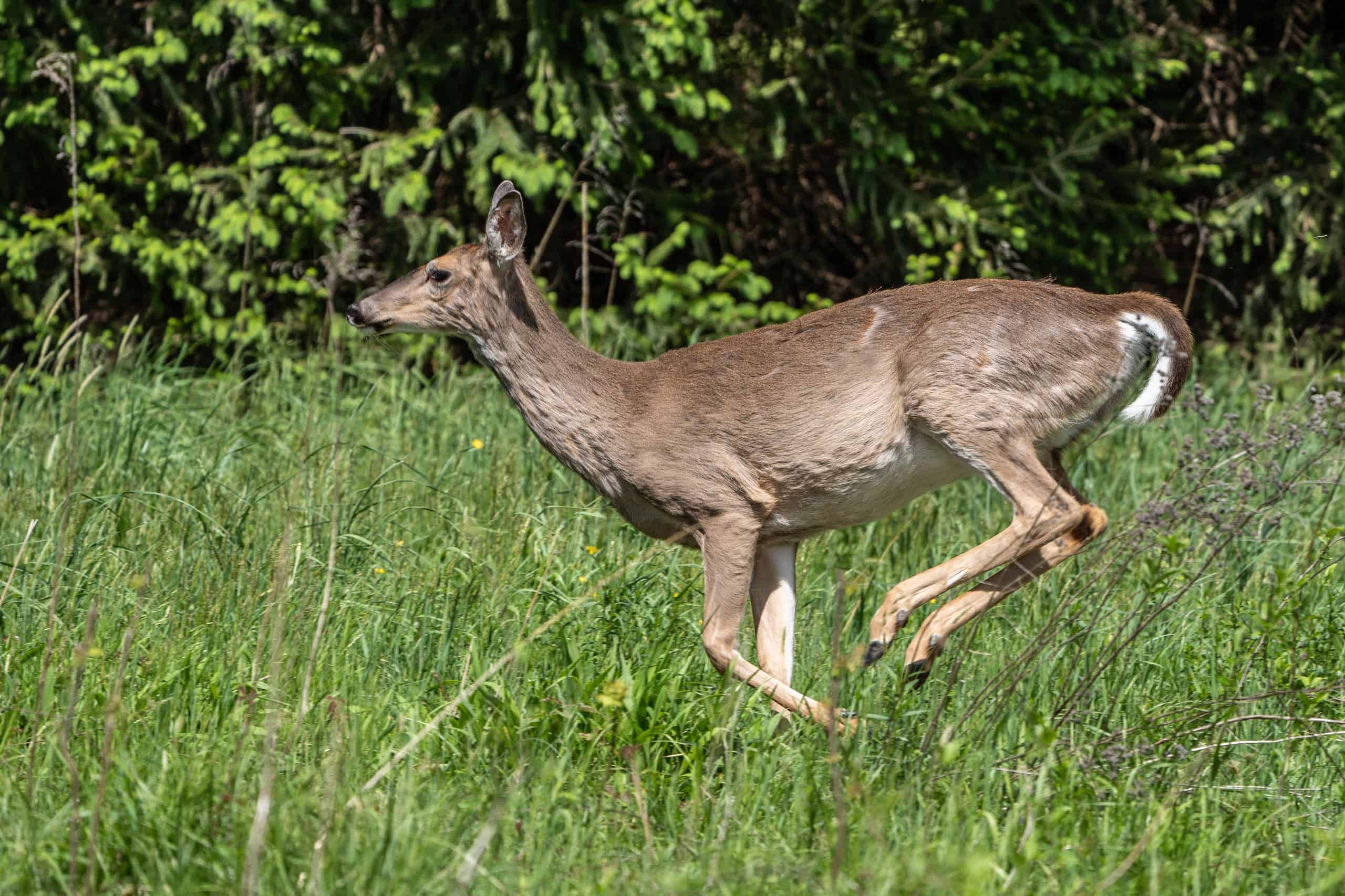 The 15 States With the Absolute Best Deer Hunting