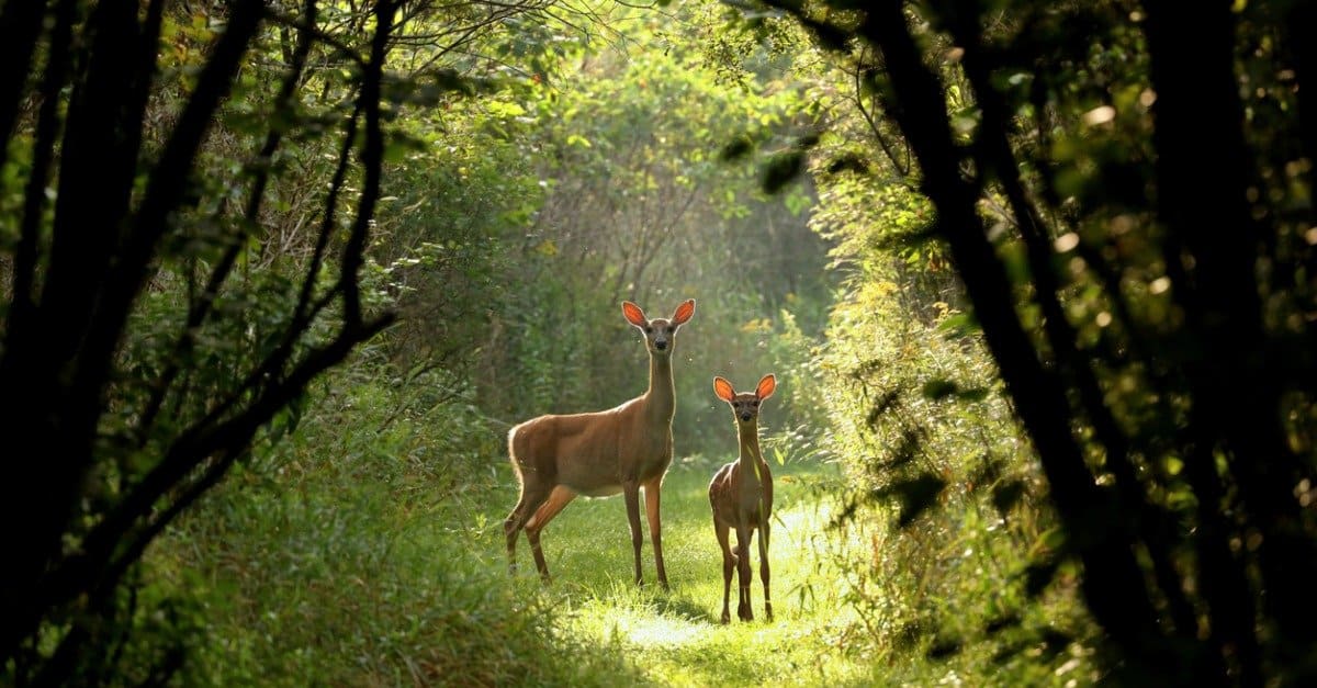 The 15 States With the Absolute Best Deer Hunting