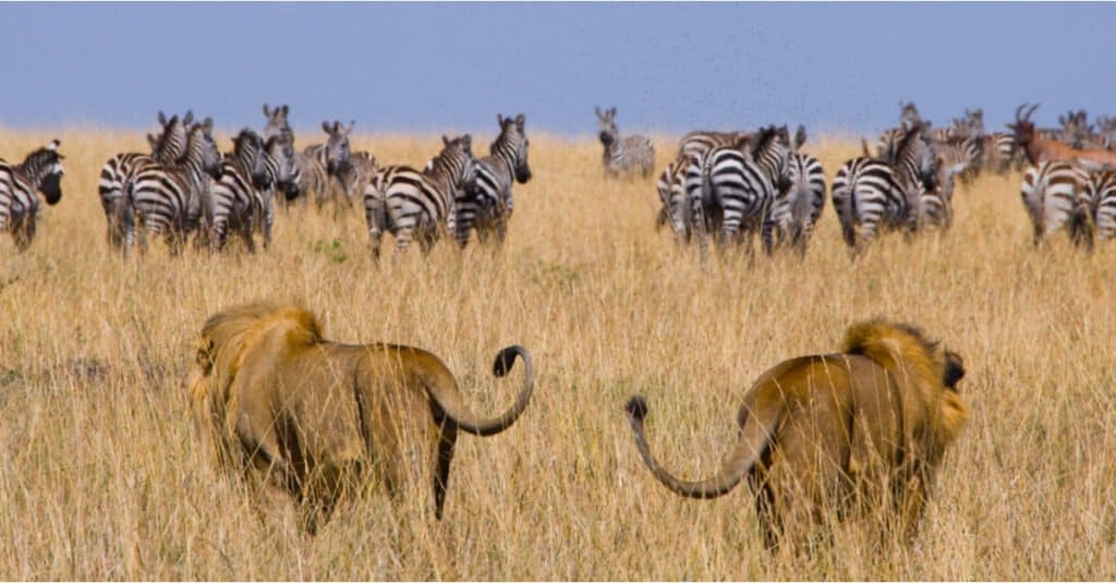 Watch a Zebra Bolt Through Chasing Lions Like It's a Running Back Carving Up a Defense