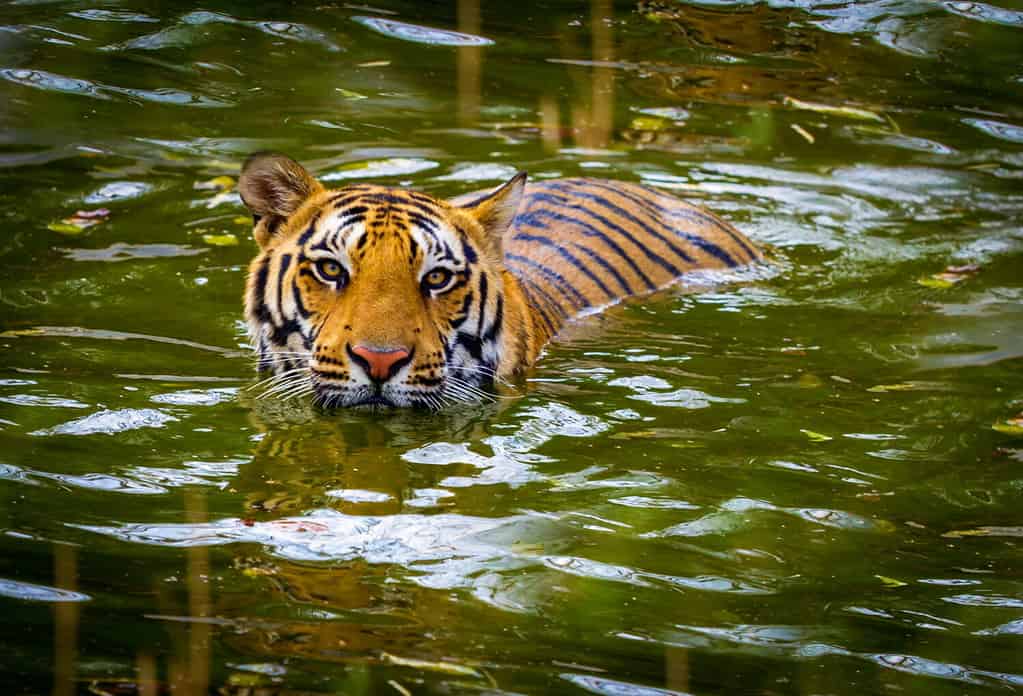 Watch as a Jet Skier Finds a Cat Swimming Deep in the Ocean... Yes, a Cat