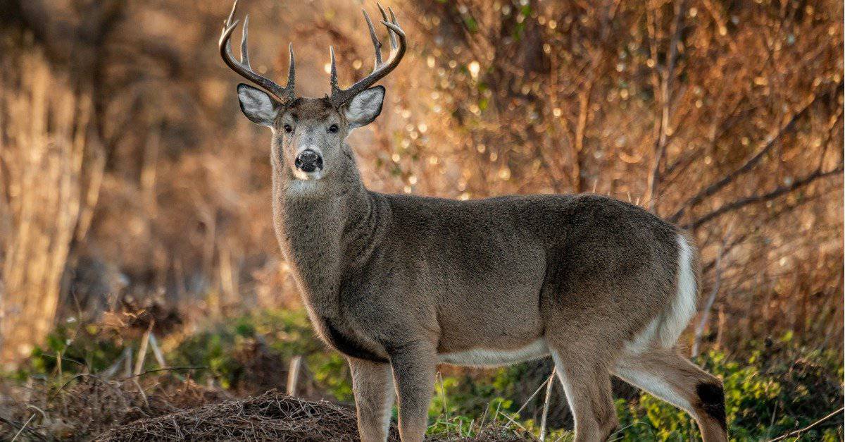 The 15 States With the Absolute Best Deer Hunting