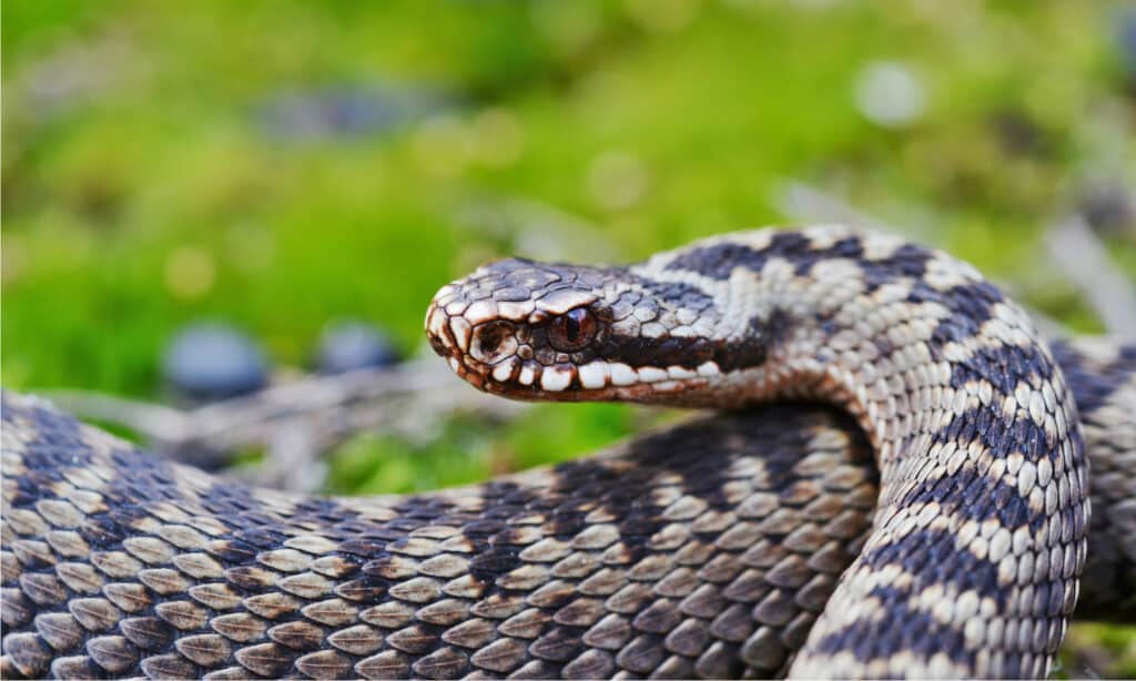 The Top 12 Deadliest Animals in England