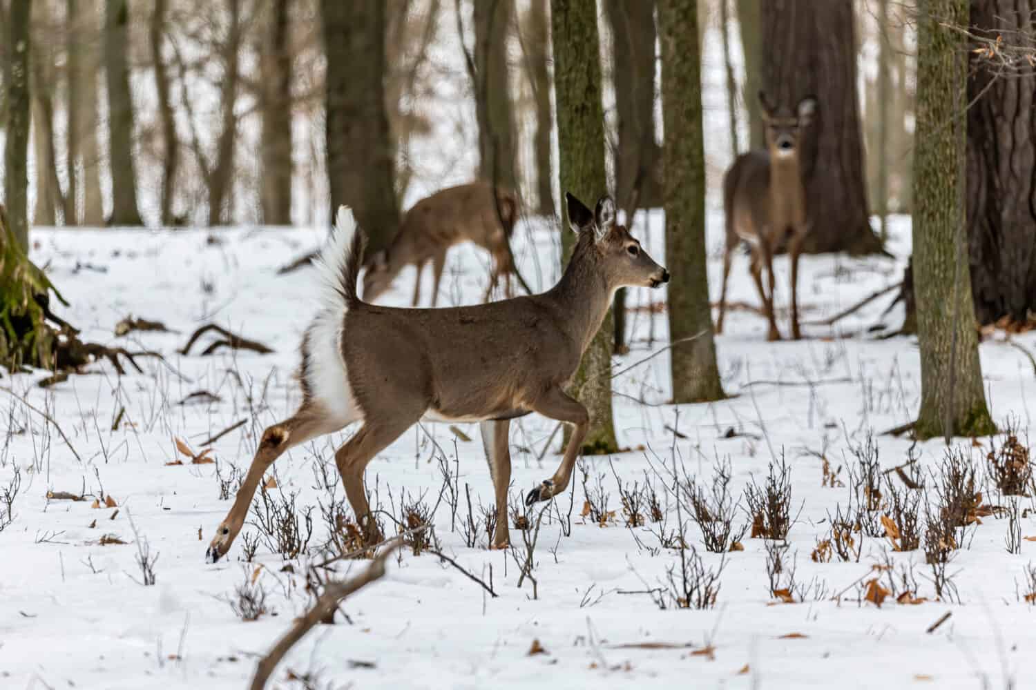 The 15 States With the Absolute Best Deer Hunting