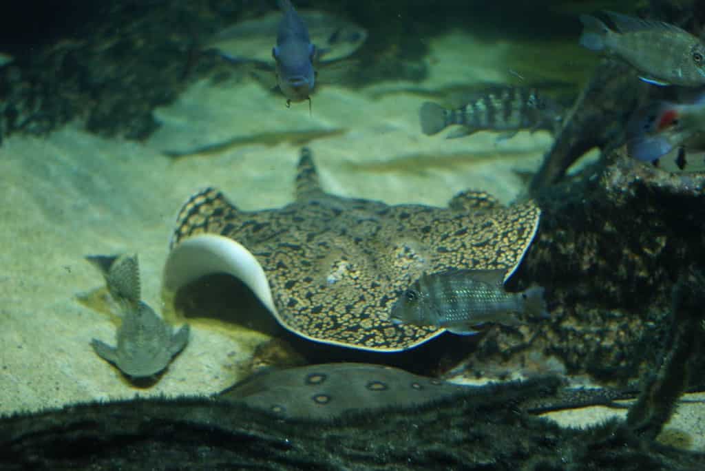 What Do Stingrays Eat: Diet and Hunting Strategies of 4 Amazing Species