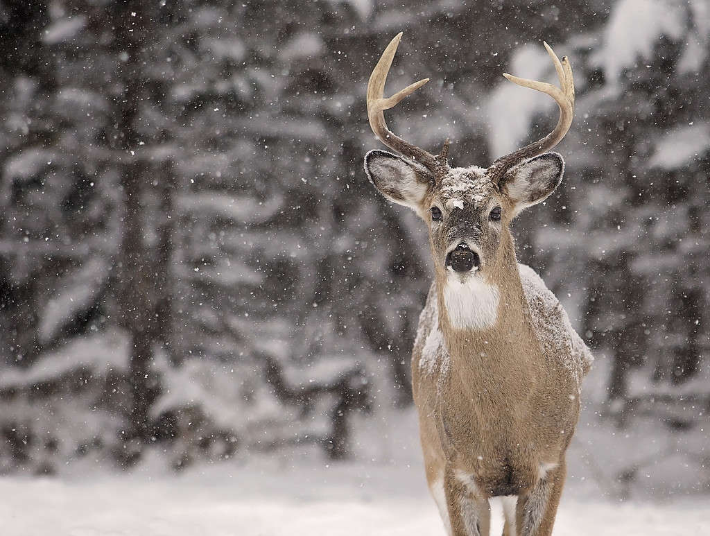 The Top 6 Reasons Maine Is the Best State for Deer Hunting