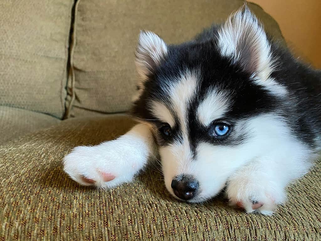 Pomsky Prices in 2023: Purchase Cost, Vet Bills, and More!