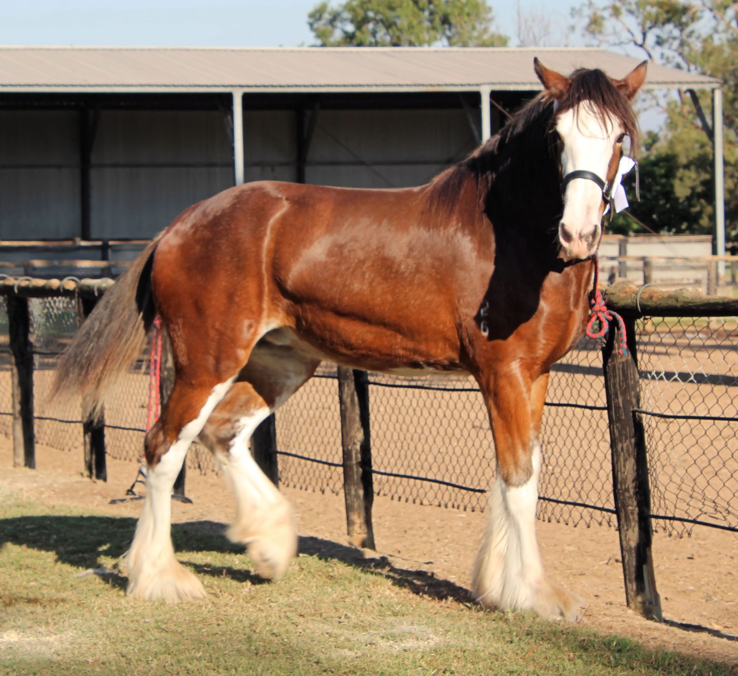 Clydesdale Horse Prices in 2023: Purchase Cost, Supplies, Food, and More!