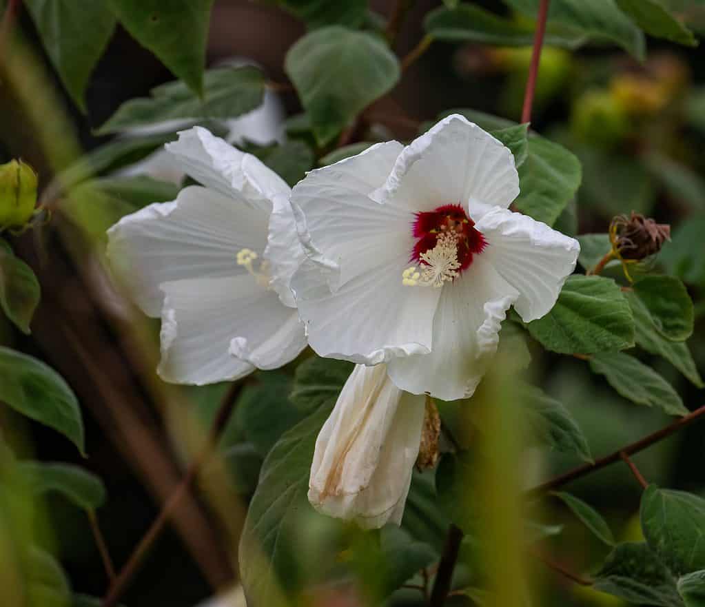 Can Hibiscus Survive Winter? 5 Tips for Keeping It Alive