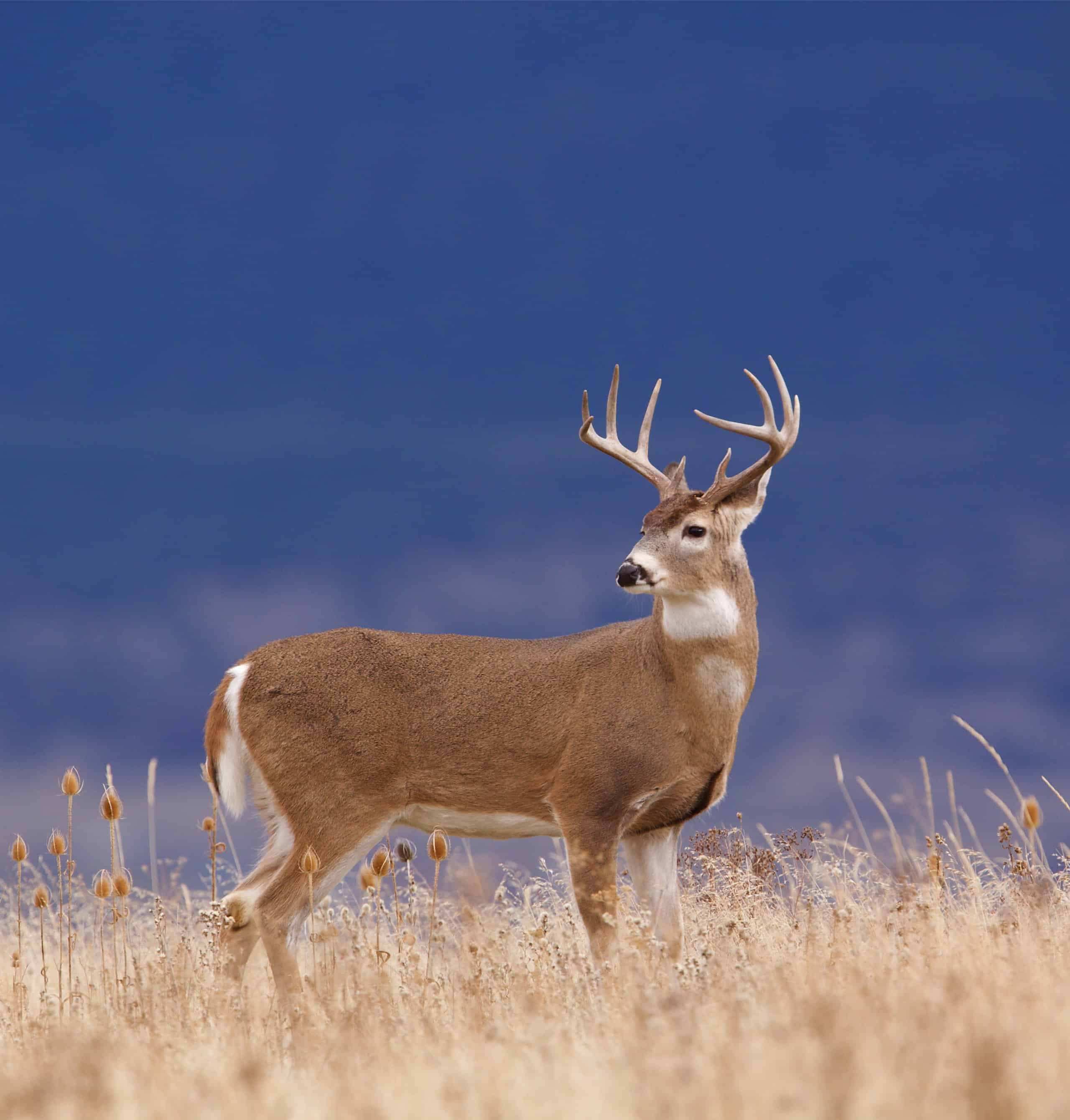 The 15 States With the Absolute Best Deer Hunting