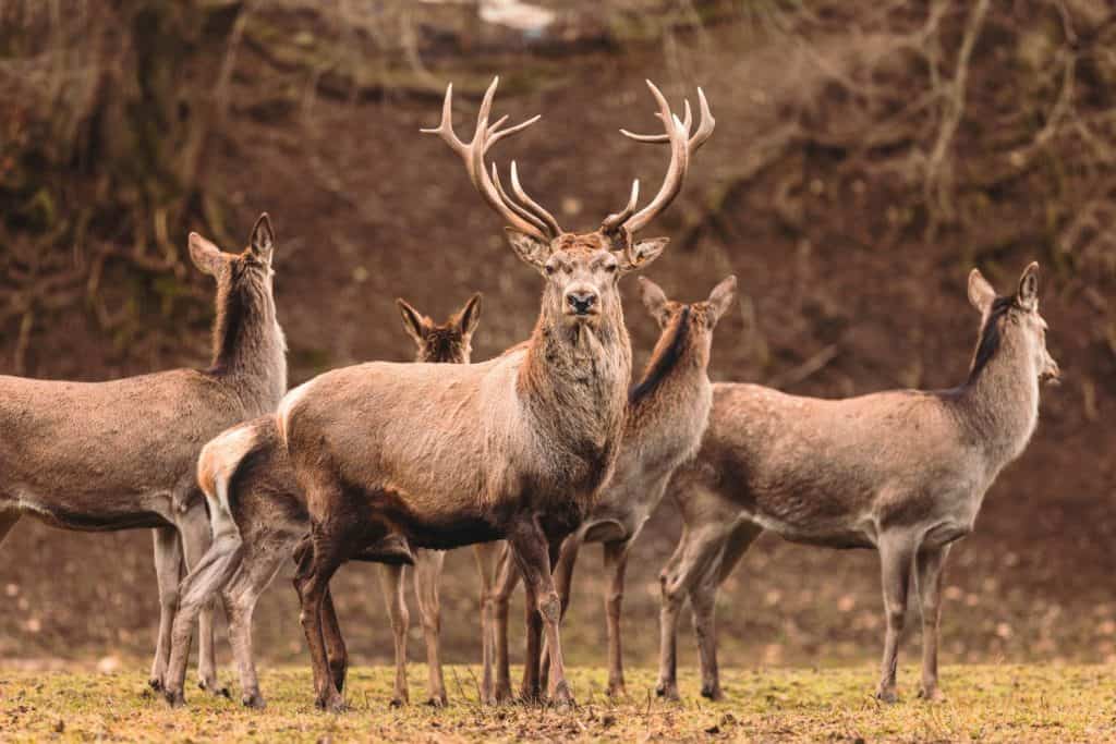 The Top 6 Reasons Maine Is the Best State for Deer Hunting