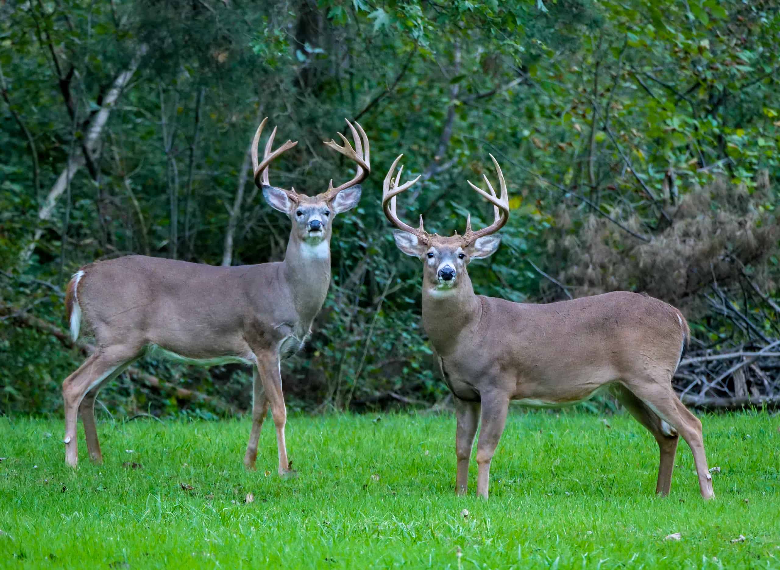 The 15 States With the Absolute Best Deer Hunting