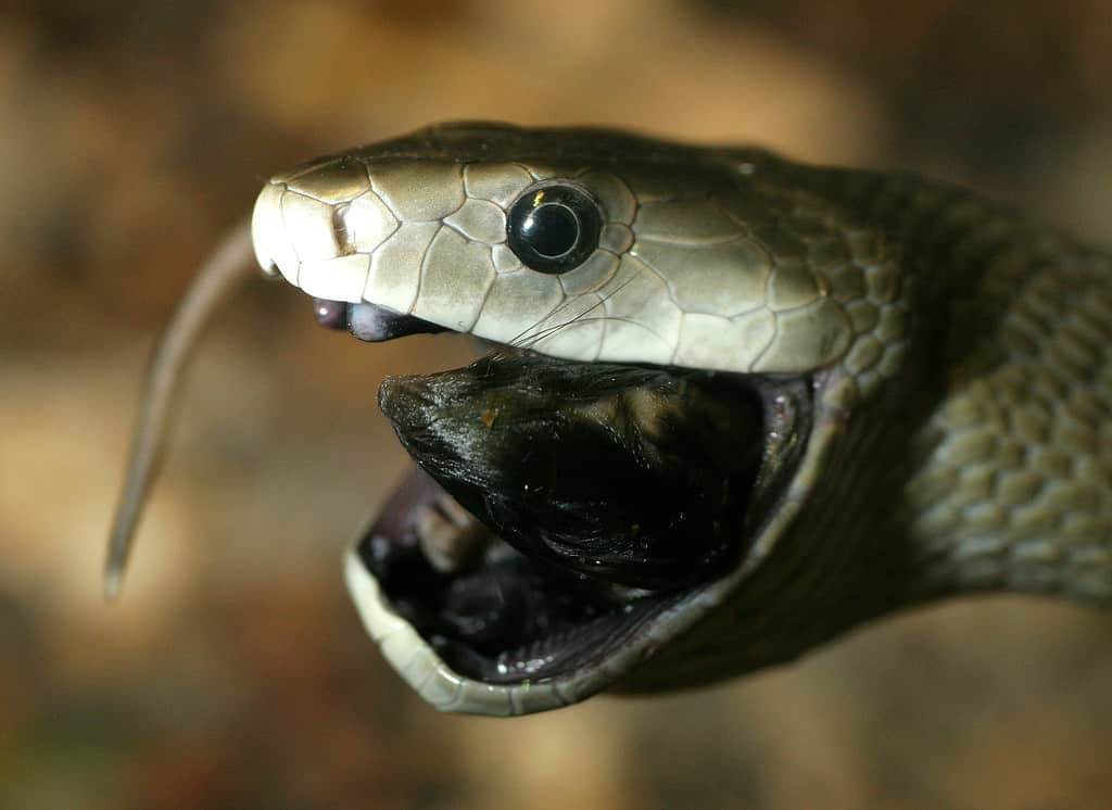 How Fast Are Black Mambas? Discover Their Top Striking and Slithering Speeds