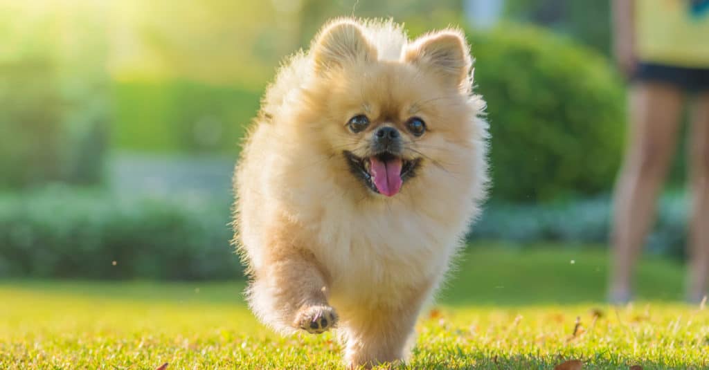 Pomeranian Puppies: Pictures, Adoption Tips, and More!