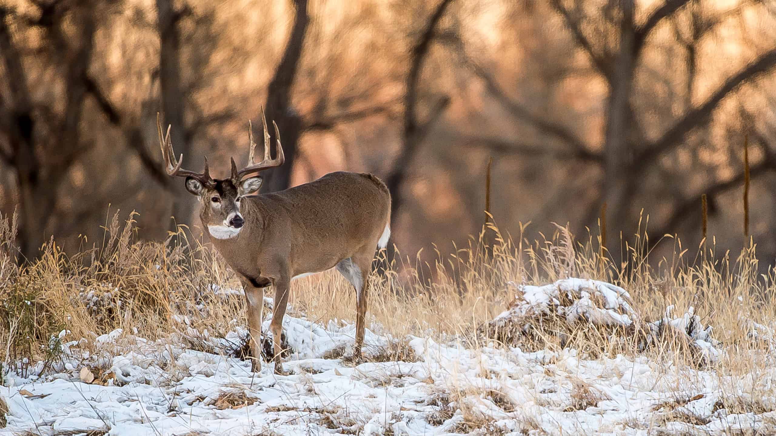 The 15 States With the Absolute Best Deer Hunting