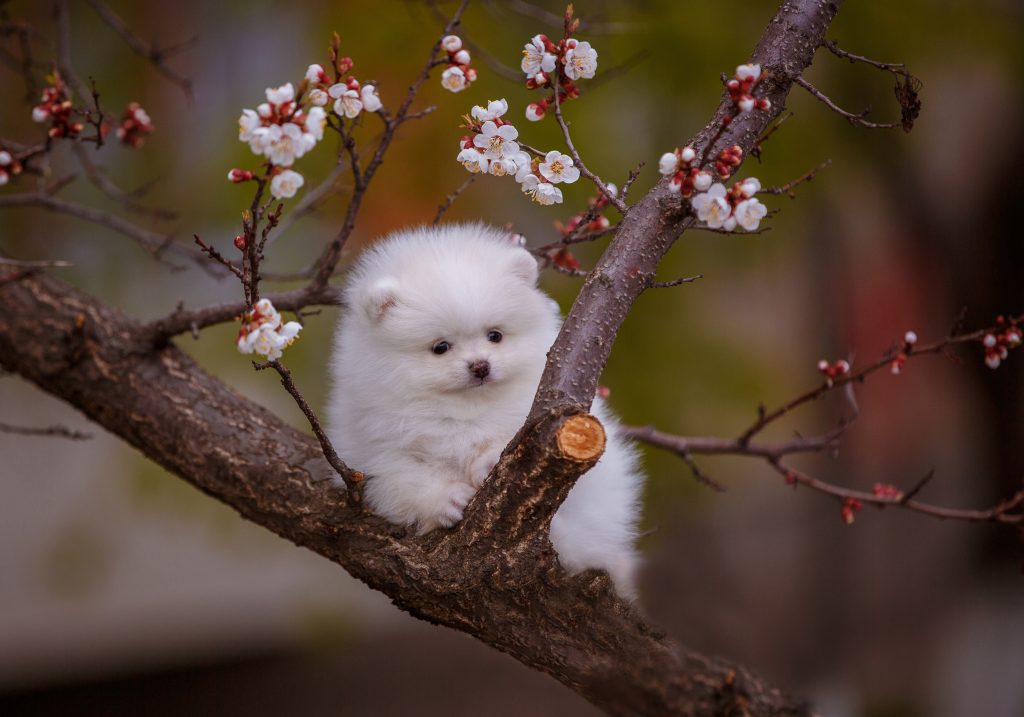 Pomeranian Puppies: Pictures, Adoption Tips, and More!