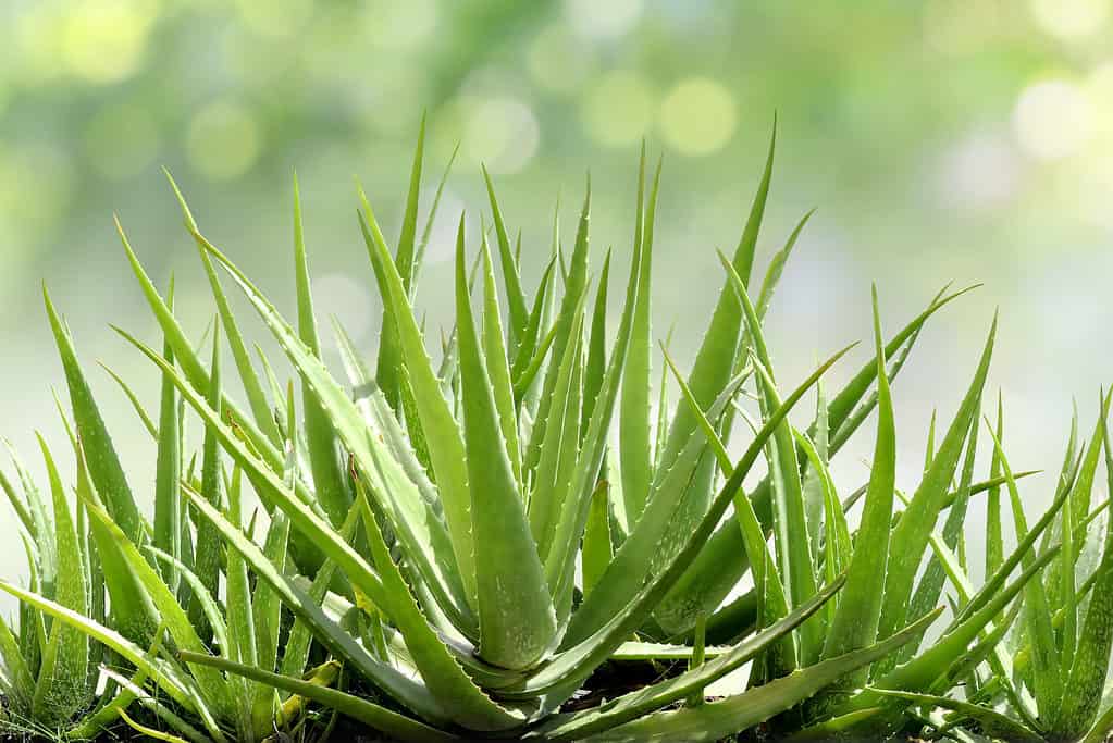 The Best Soil for an Aloe Vera Plant: Top Mixes and 10 Critical Care Tips