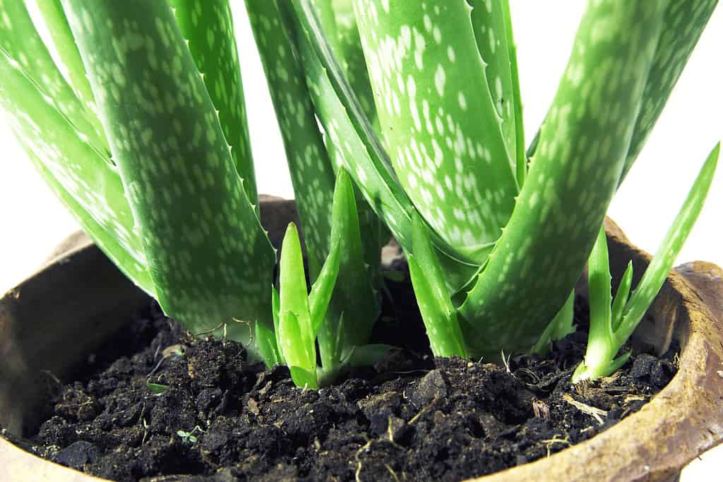 The Best Soil for an Aloe Vera Plant: Top Mixes and 10 Critical Care Tips