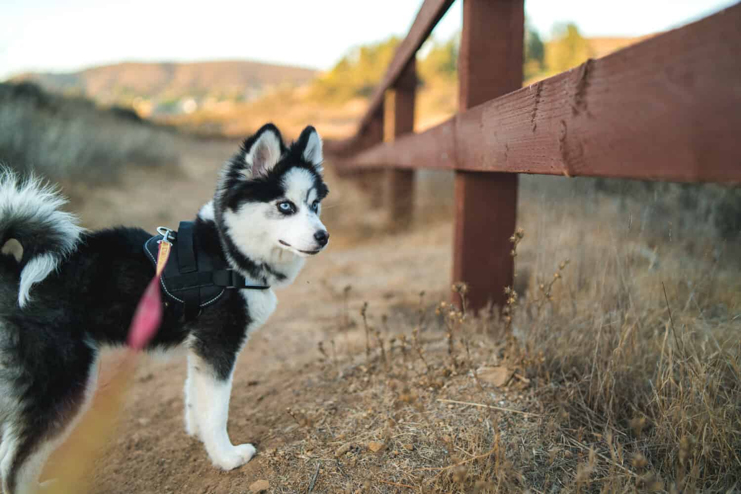 Pomsky Prices in 2023: Purchase Cost, Vet Bills, and More!