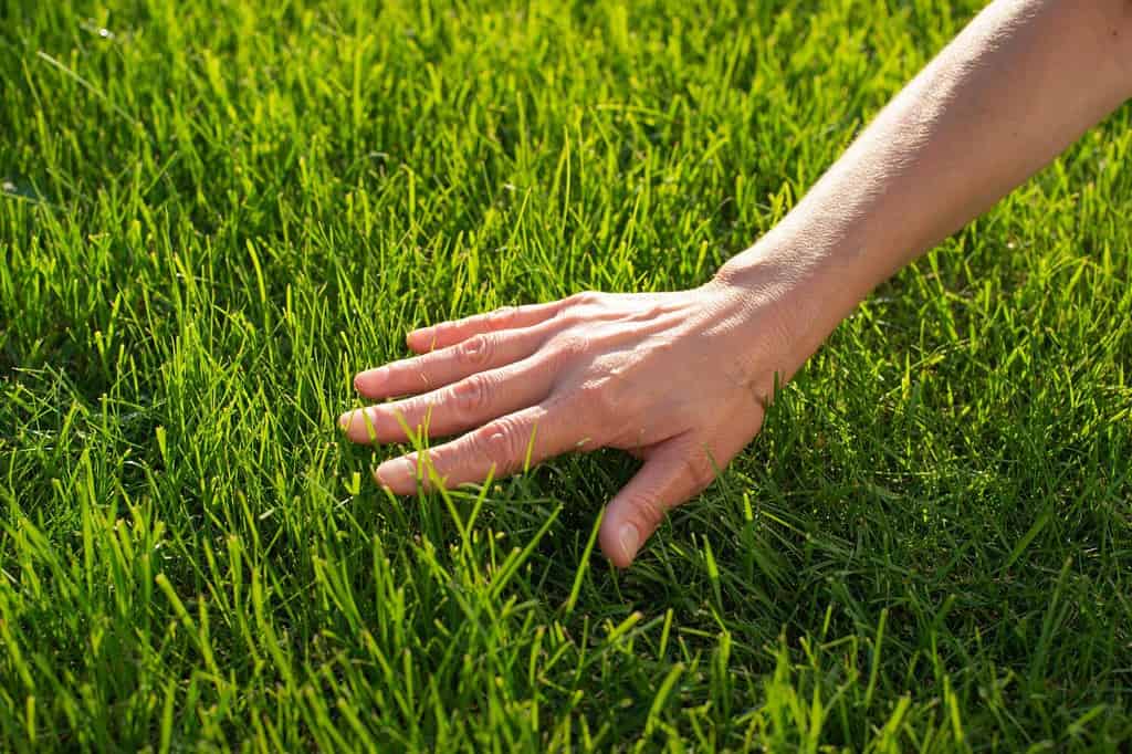 6 Reasons You Should Never Cut Your Lawn Too Low Before Winter