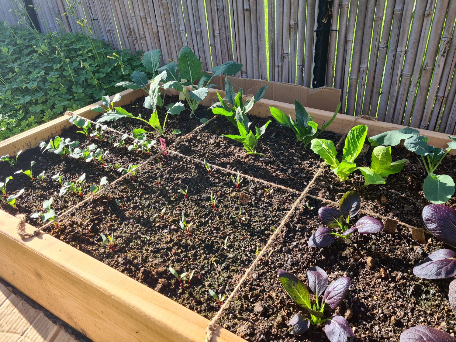 Square Foot Gardening Method: The Ultimate Way to Make Use of Limited Space