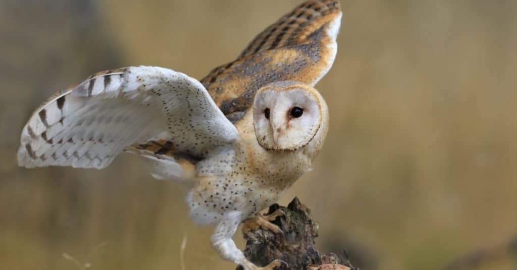 Discover 11 Types of Owls in Wisconsin (From Rarest to Most Common)