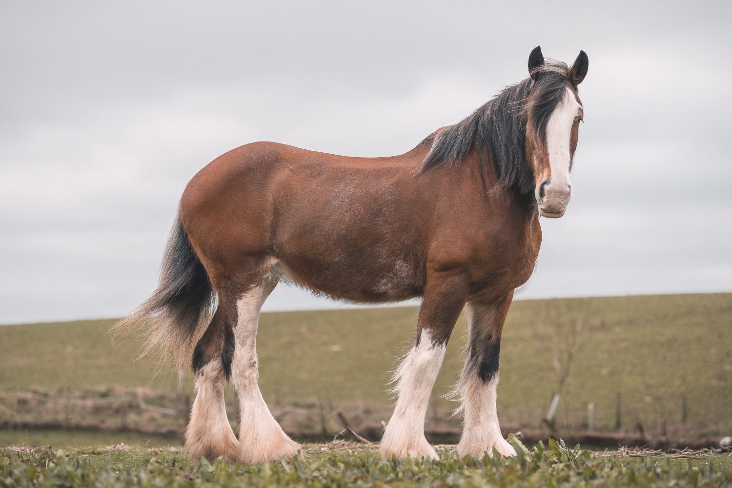 Clydesdale Horse Prices in 2023: Purchase Cost, Supplies, Food, and More!