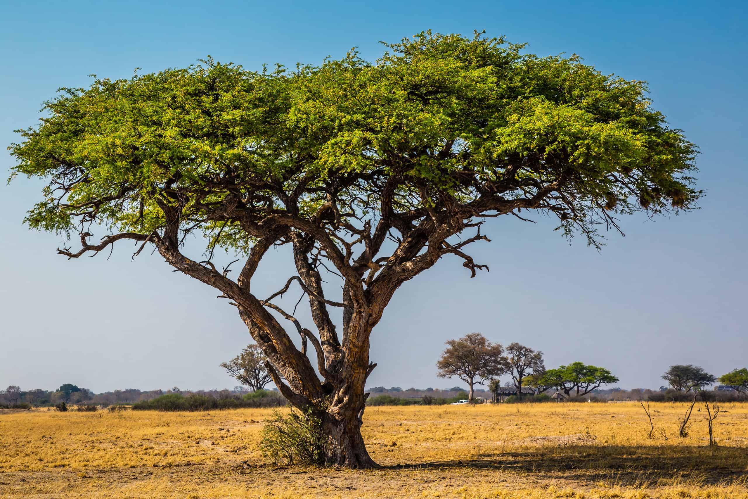 Discover the 10 Countries That Grow the Most Tobacco - A-Z Animals