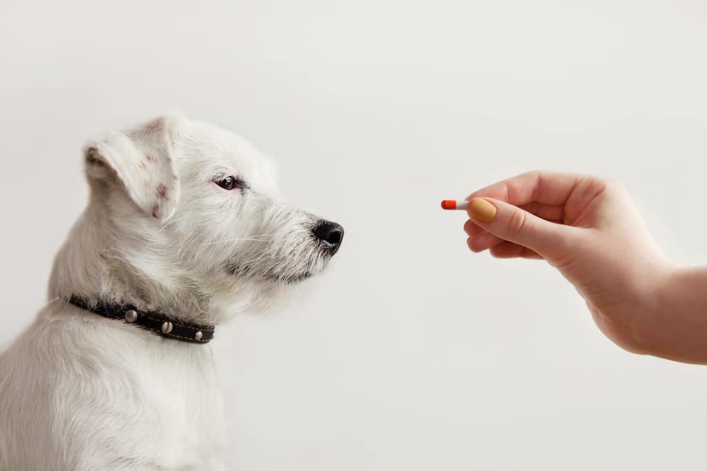 These 12 Bugs Want To Attack (Or Attach To!) Your Dog