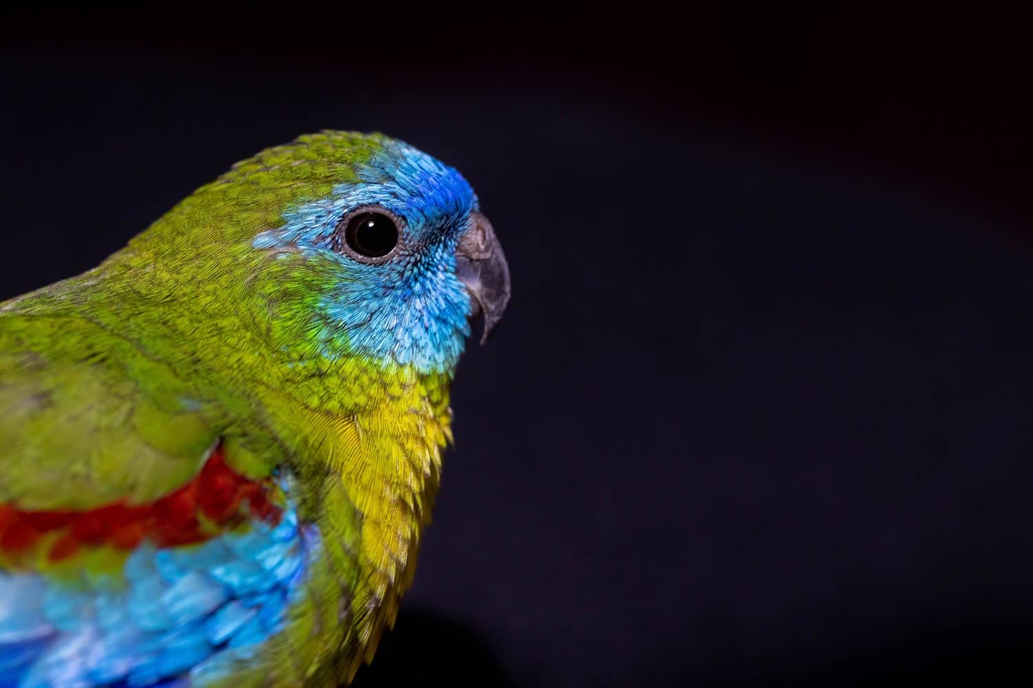 The 18 Most Common Parrots Found in Australia: ID Guide and Where to Spot Them - A-Z Animals