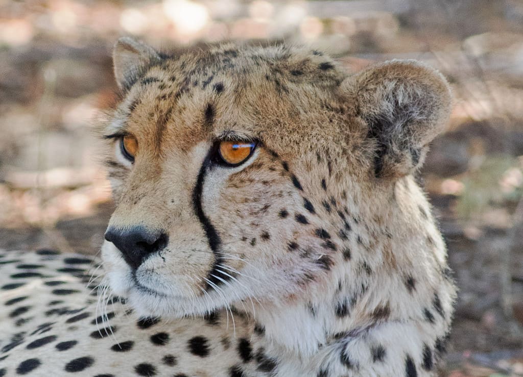 Discover the 10 African Countries Where the Most Cheetahs Live - A-Z Animals