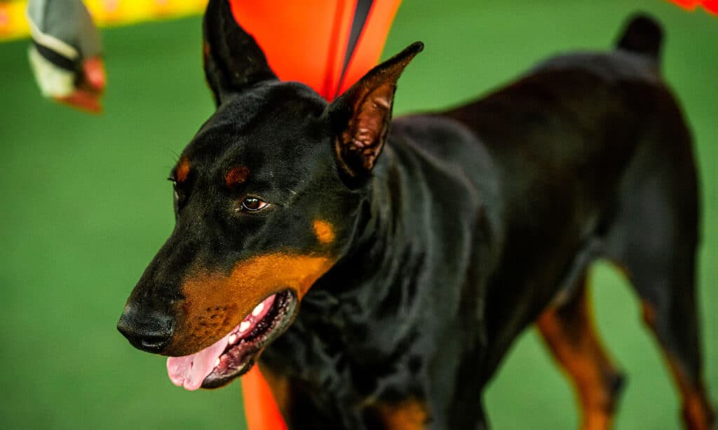 The 10 Most Common Health Problems in Doberman Pinschers