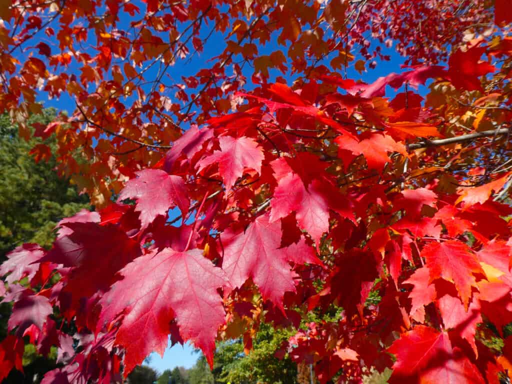 6 Signs That Something's Wrong With Your Red Maple