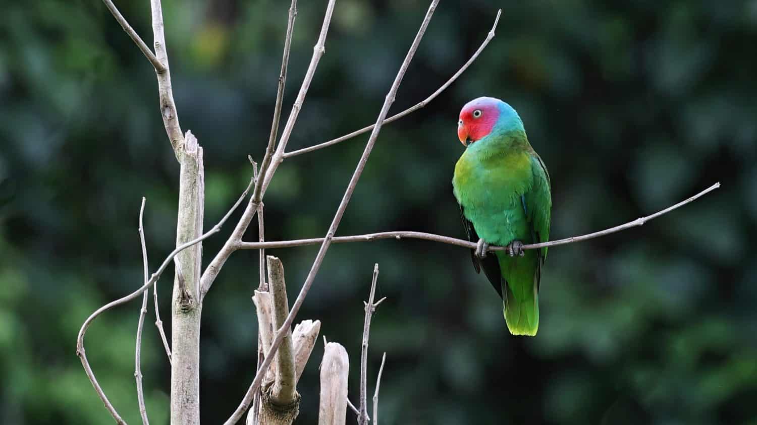 The 18 Most Common Parrots Found in Australia: ID Guide and Where to Spot Them - A-Z Animals