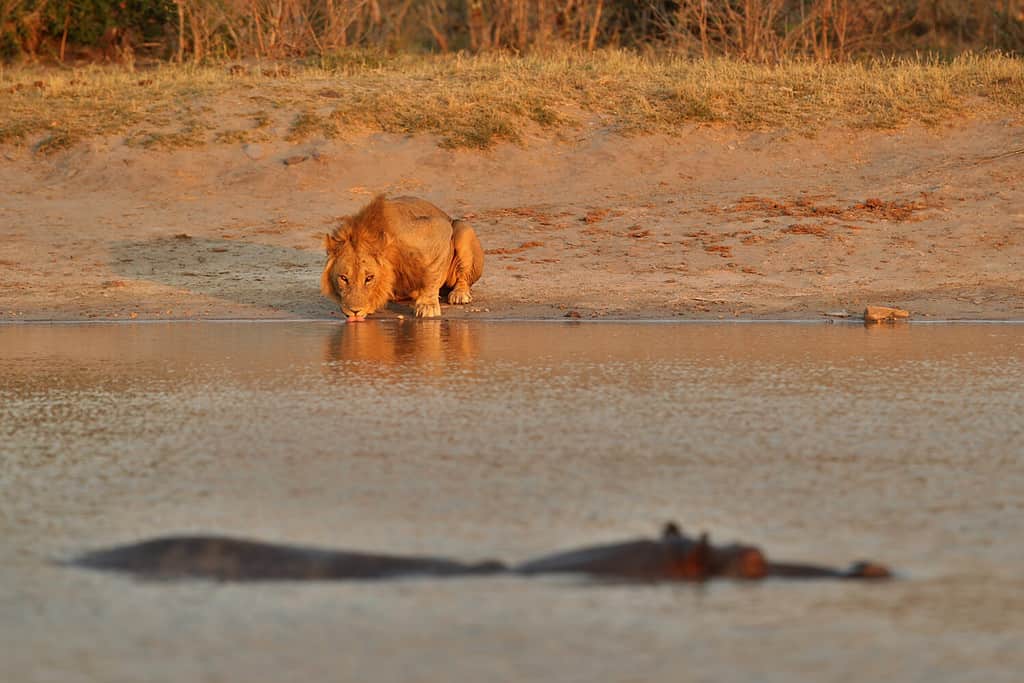 Yes, Lions Can Swim! 4 Facts About These Reluctant Swimmers - A-Z Animals