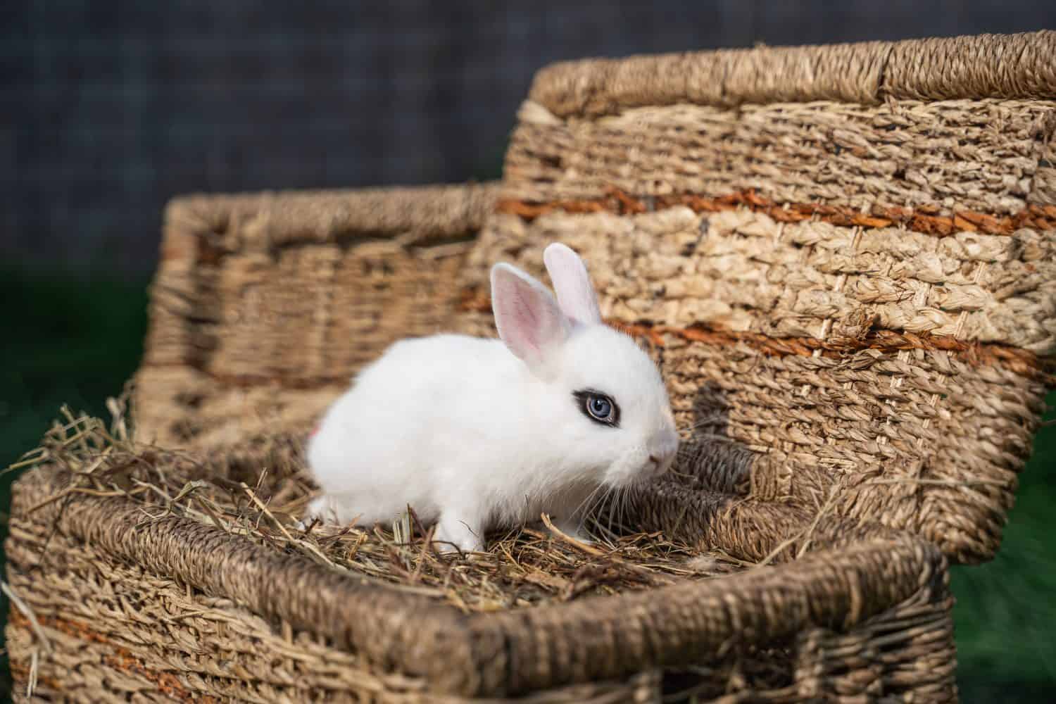 11 of Smallest Rabbits in the World - A-Z Animals