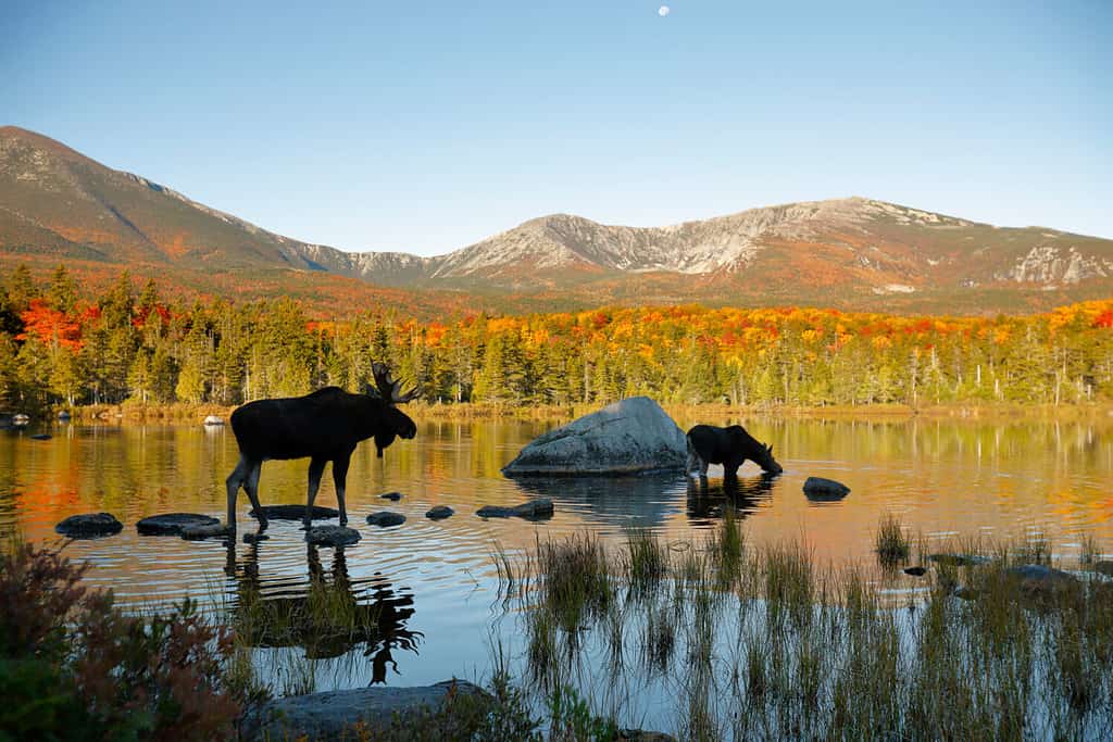 Massive Moose Mother Interrupts Fishermen as It Emerges From a River With Her Tiny Calf - A-Z Animals