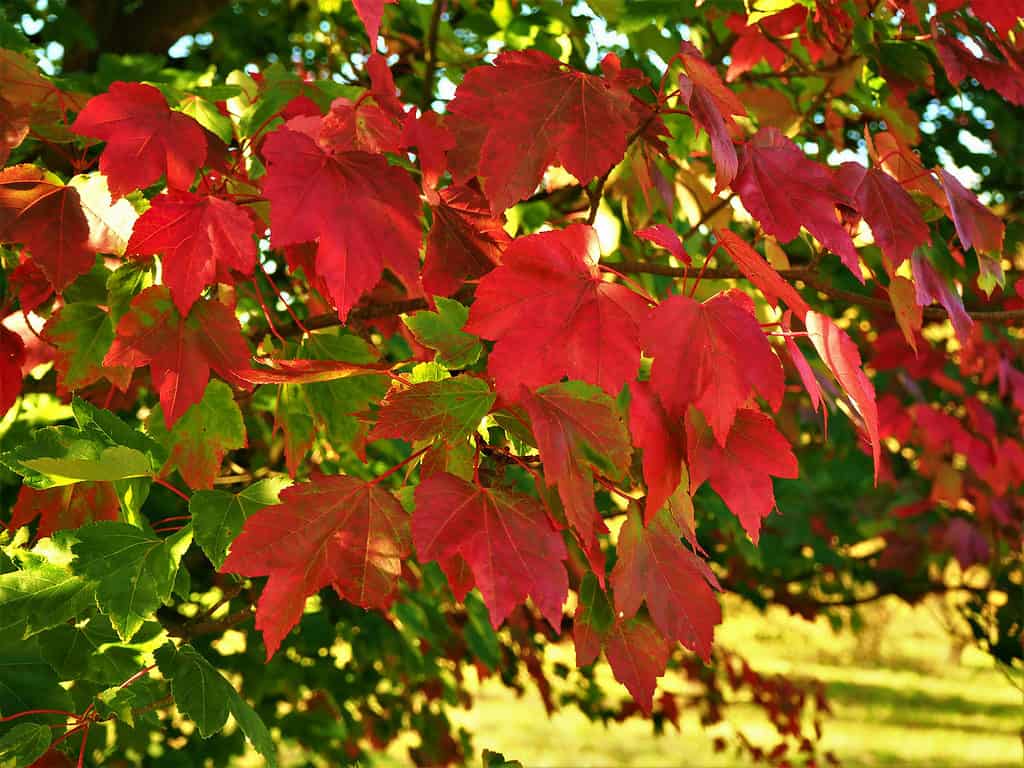 6 Signs That Something's Wrong With Your Red Maple